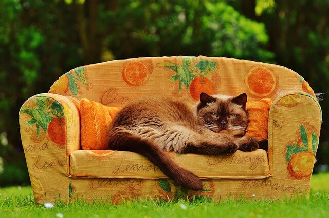 ソファーでリラックスする猫