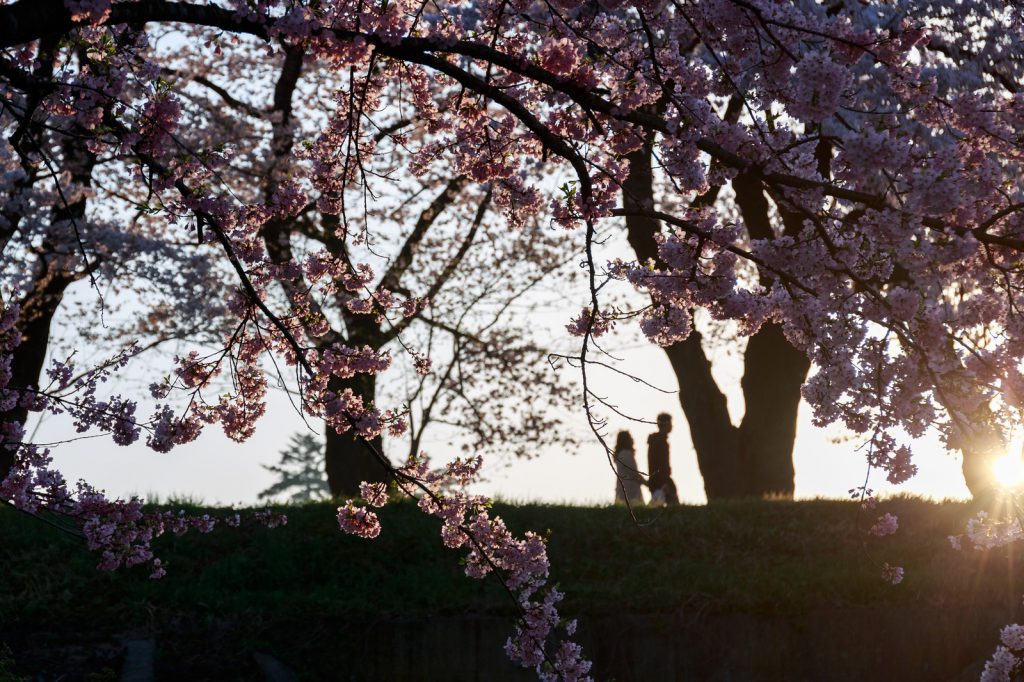 桜並木を通るカップル