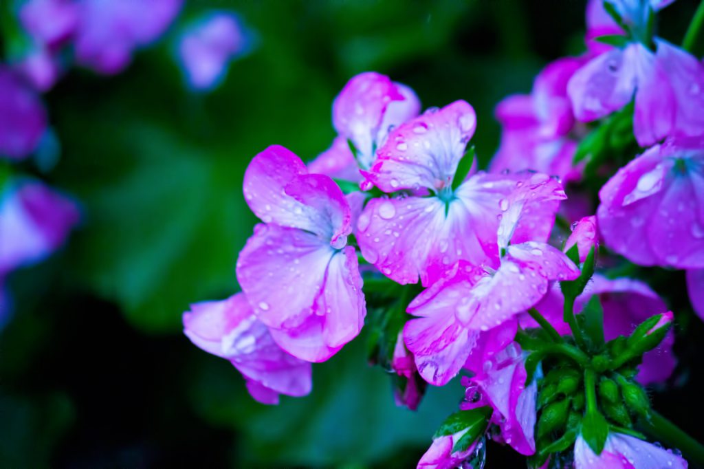 雨に濡れた紫の花