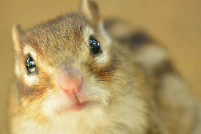 動物園デートの楽しみ方と注意点とは 恋の悩みはシンプリー