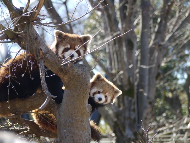 動物園デートの楽しみ方と注意点とは 恋の悩みはシンプリー