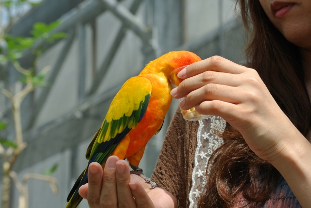 動物園デートの楽しみ方と注意点とは 恋の悩みはシンプリー