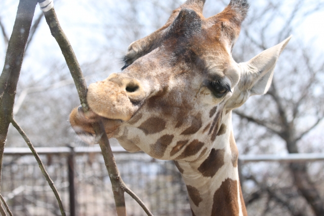 動物園デートの楽しみ方と注意点とは 恋の悩みはシンプリー