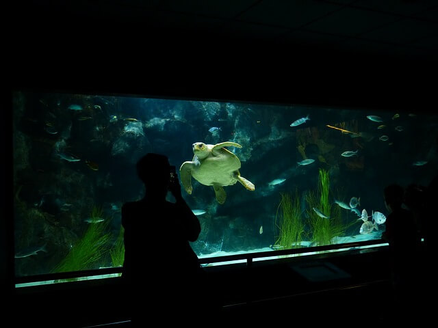 水族館のウミガメ