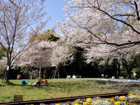 公園に咲く満開の桜