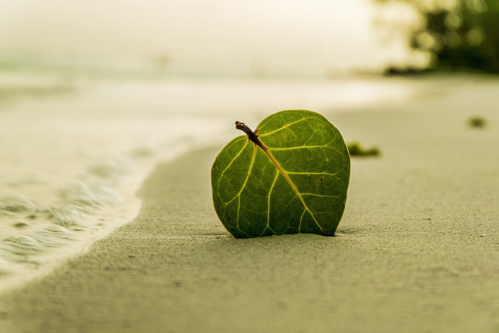 砂浜に落ちている葉