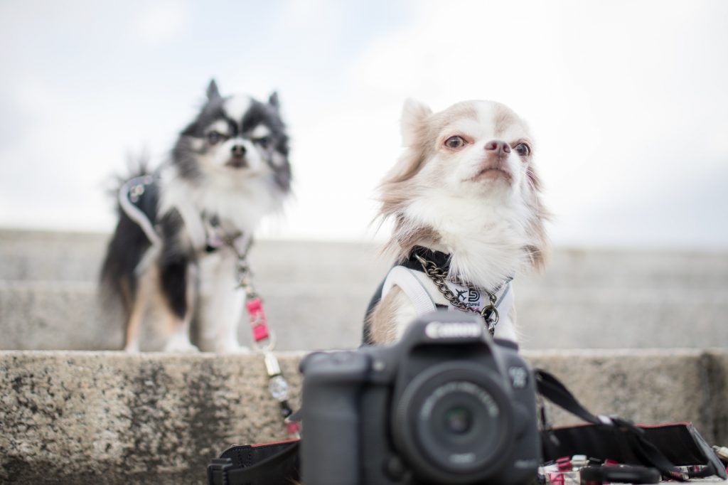 可愛い犬とカメラ