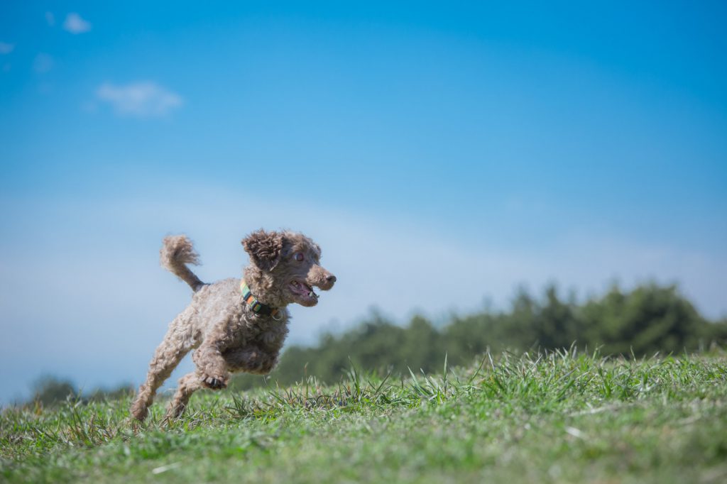 可愛い犬が草原を走り回る