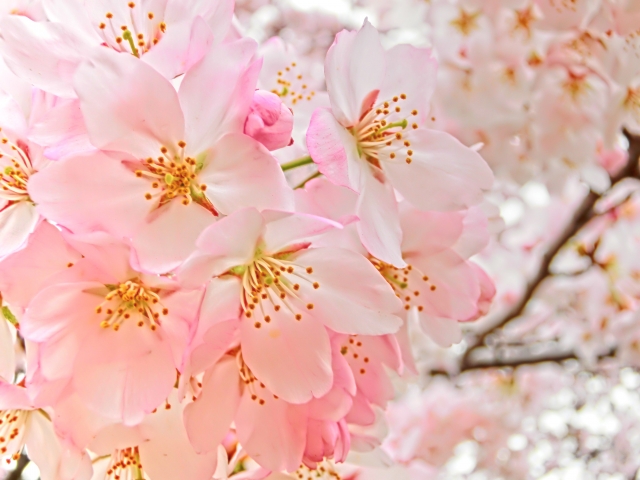 桜の咲く出会いの季節